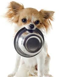 Types, causes, symptoms, and treatments. Natural Treatment For Ibd Colitis In Dogs Ask Ariel