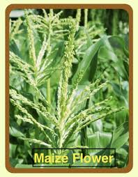 Flowering time is a complex trait that controls adaptation of plants to their local environment in the outcrossing species zea mays (maize). In Maize The Flowers Are A Absent B Unisexual But On Class 11 Biology Cbse