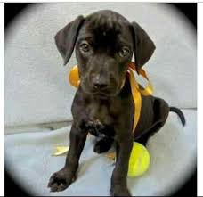 Black And White Terrier Mix Short Hair Rat Terrier Lab Mix Rat Terrier Mix Rat Terriers Terrier Mix