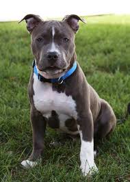 Beautiful Blue White Blue Nose With Natural Ears Pitbull Terrier Pitbull Dog Pitbull Puppy