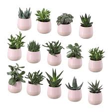 Succulent Pflanze Mit Ubertopf Rosa Ikea Osterreich Sukkulenten Pflanzen Badezimmerpflanzen Schlafzimmer Pflanzen