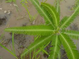 Image result for Sesbania pachycarpa
