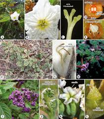 Image result for Pleioceras orientale