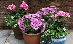 The blooms are often unusual shapes that add to their beauty and the range of colours to choose from is extensive. 5 Steps To Planting Last Minute Patio Pots This Summer Hello