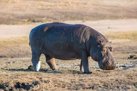 If you and i are alive today, it is because of water. Hippopotamus Wikipedia