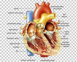 Be able to identify all specified regions on the baby doll. Anatomy Of The Heart Anatomy Of The Heart Diagram Human Body Png Clipart Abdomen Anatomy Anatomy