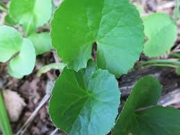 Image result for Centella glabrata