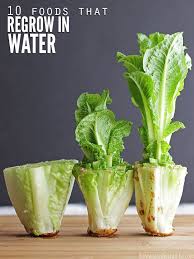 Maybe you would like to learn more about one of these? How To Regrow Food In Water 10 Foods That Regrow Without Dirt