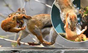 Protective Mother Squirrel Goes Nuts She Carries Off Her Seven Babies One By One In Her Mouth To New Home Daily Mail Online