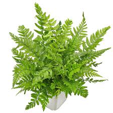 Image result for Polystichum
