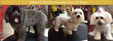 Bubbles pet grooming in miami, fl, can style and cut your dog's hair to your preference. European Pet Grooming Pet Hotel Home Facebook
