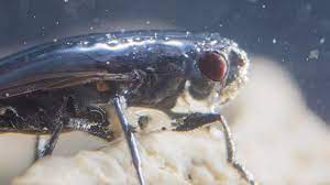 Motherboard On Twitter After Hundreds Of Years We Ve Finally Figured Out How These Flies Breathe Underwater Https T Co Yofpsvx1t4