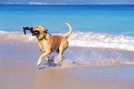 The Best Official Dog Beaches In Spain S Andalucia And Costa Del Sol Olive Press News Spain Dog Friendly Beach Dog Beach Dog Friends