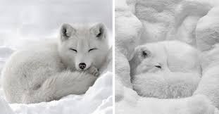 Check spelling or type a new query. I Can Has Cheezburger Arctic Fox Funny Animals Online Cheezburger