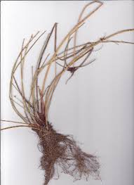 Image result for Isolepis prolifera