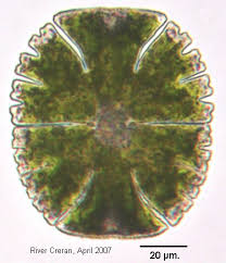 Image result for Micractis