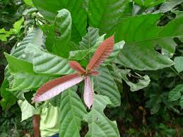 Image result for Alchornea