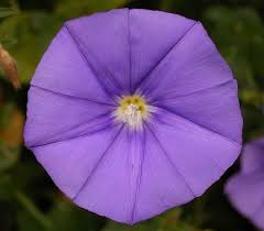 Image result for Convolvulus goyderi