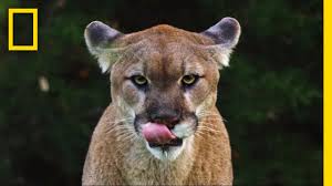 The colorado jogger who killed a mountain lion with his bare hands has come forward to describe the vicious struggle that ended with him getting more than 25 stitches on his face and wrist. See Why The Mysterious Mountain Lion Is The Bigfoot Of Big Cats Short Film Showcase Youtube