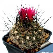 Image result for Neobolusia