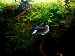 Male betta fish is koi nemo candy betta. Dumbo Betta Splenden