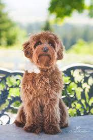 Cabin hill labradoodles is currently taking reservations for our winter puppies. Our Girls Hunterberry Hill Labradoodles