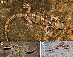 Image result for Tridactyle virgula