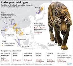 google image result for https s yimg com uu api res 1 2 j9uj7 tshokydyw2s9pscw b ad05mju7dz0xmdi0o3ntpte7yxbwa tiger population malayan tiger tiger species