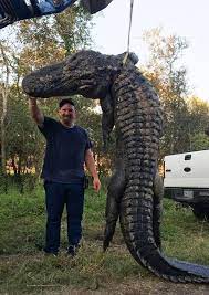 Maybe you would like to learn more about one of these? Monster Alligator Captured Near Dayton