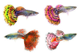 2,682 likes · 7 talking about this. Guppy Care Sheet Your Definitive Guide On Housing Feeding Breeding