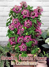 There Is No Question That Passion Flowers Are Beautiful And Strange Especially The Most Commonly Grown Passion Fruit Flower Passion Flower Passion Fruit Plant