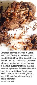Residential pest control orange county. Annual Termite Control Issue Invasion Of The Coneheads Pct Pest Control Technology