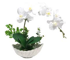We did not find results for: Babygiraffe 40cm 16 Artificial Fake Faux Orchid Flowers Single Stem White Orchid In White Ceramic Pot Uk Stock Buy Online In Colombia At Desertcart Co Productid 200893849