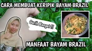 Bayam brazil, olahan dan manfaatnya. Cara Membuat Keripik Bayam Brazil Olahan Bayam Brazil Youtube