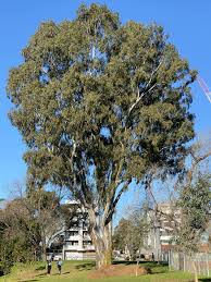 Where S The Tallest Tree In Melboure Here S My Candidate A Gumtree In Brunswick East Please Post Your Challenger Melbourne
