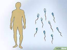 10 Formas De Saber Si Eres Esteril Wikihow