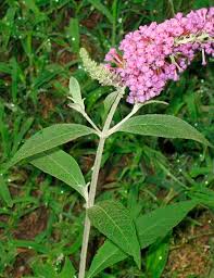 Image result for Scrophulariaceae