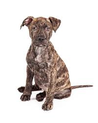 Check spelling or type a new query. Brindle Pitbull Dog Breed Info Pictures Personality Facts Doggie Designer