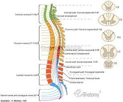 Anatomy Spinal Cord Cervical Enlargement Lumbosacral Enlargement Medullary Cone Spinal Part Of Fil Spinal Cord Spinal Cord Anatomy Spinal Cord Injury
