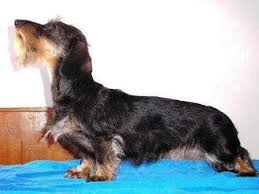 Image result for jezevčík drsnosrstý