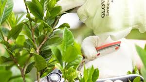 Maybe you would like to learn more about one of these? Growing Gardenias Burke S Backyard