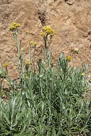 Image result for Helichrysum pawekiae