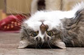 Acoustic healing and purr therapy. Could Your Cat S Purring Have Healing Effects On You Petguide