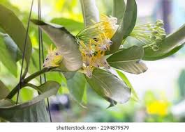 Image result for hoya multiflora