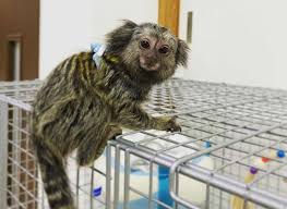 We did not find results for: Finger Monkey The Smallest Pet Monkey You Can Own
