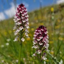 Image result for Dierama parviflorum