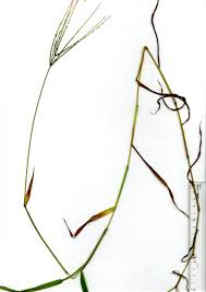 Image result for Digitaria longiflora