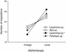 Image result for Wahlenbergia krebsii