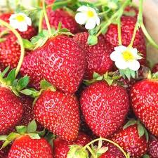 Pin On Fruits Of The Forage