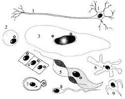 Fungi, protists, animals, and plants. Prokaryotology Chapter Ii Major Characteristics Of The Prokaryotic World Presses De L Universite De Montreal